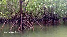 06- Phuket, mangrowce