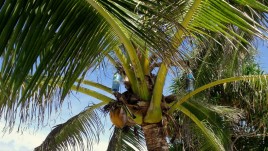 12, Funafuti, woda nawet z palmy