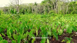 22- Niue, plantacje jamu
