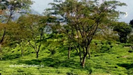 07- Darżyling, pola herbaciane