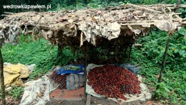 Kamerun, Pigmeje, suszarnia-owocow-palmowy-olejowej