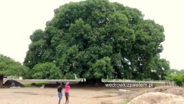 angola, drzewo mulembeira