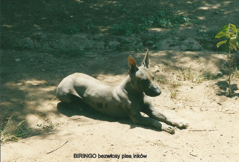 BIRINGO, bezwlosy pies inkow,