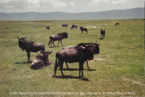 Krater Ngoro Ngoro, Stad miedzy innymi antylopy gnu, migruja az do Masaj Mara, w Kenii,